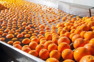 industrial agriculture plant showing oranges on a conveyor